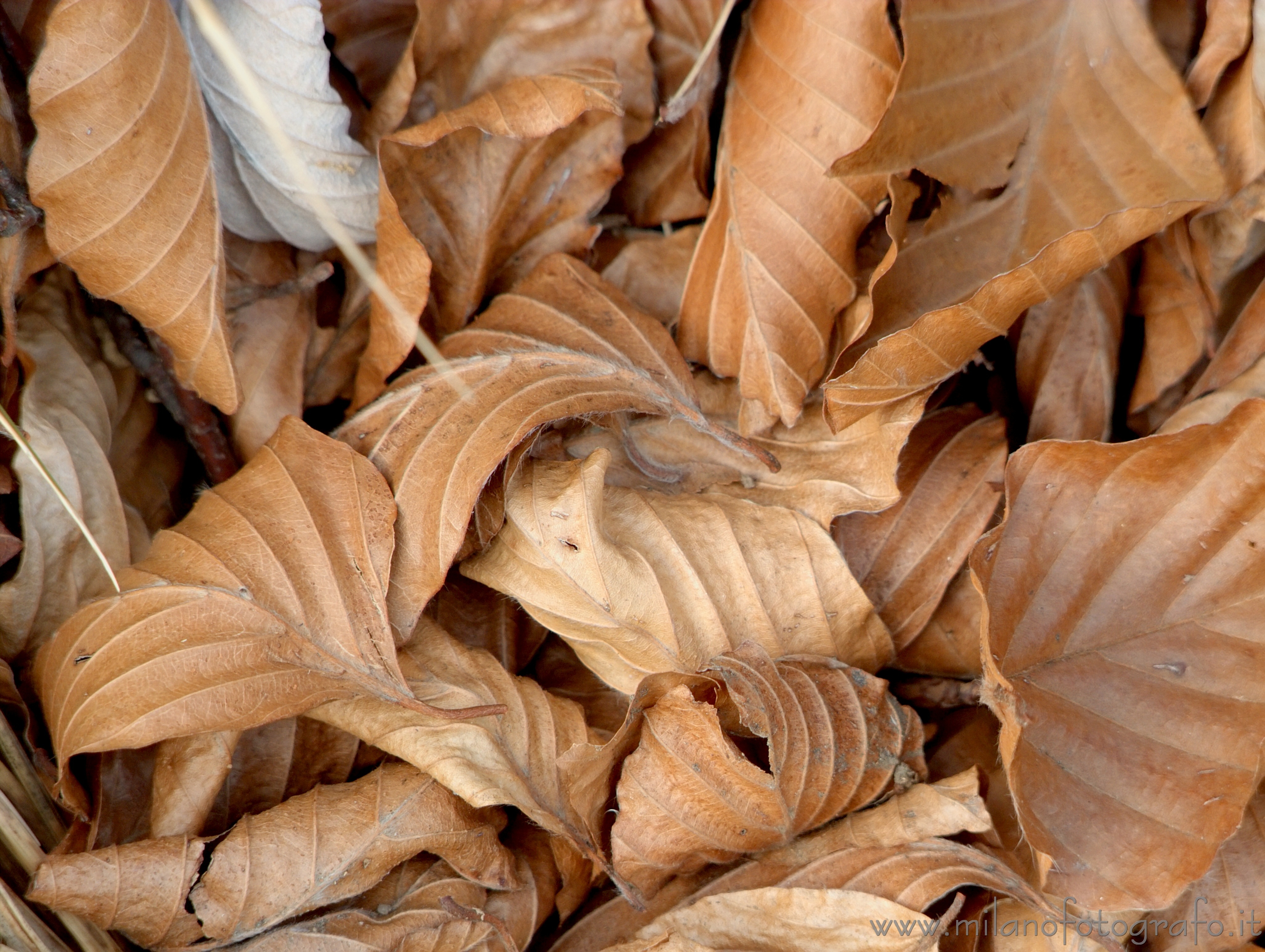 Biella (Italy) - Dead leaves in the woods around the Sanctuary of Oropa